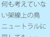 何も考えていない架線上の鳥  ニュートラルに戻しても・・